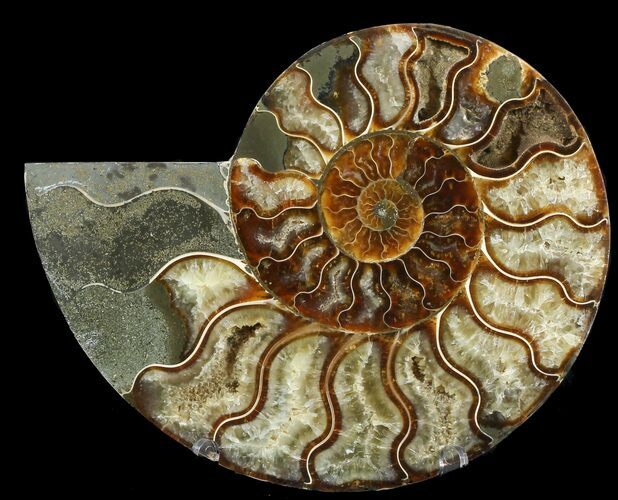Cut Ammonite Fossil (Half) - Agatized #47725